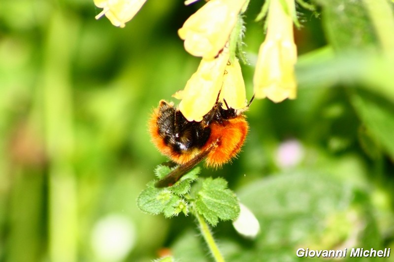 Hymenoptera del Parco del Ticino